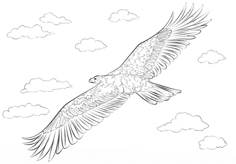 Golden Eagle In Flight Coloring Page